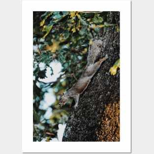 Swole Eastern Gray Squirrel Posters and Art